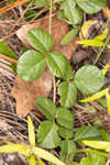 Sand ticktrefoil 